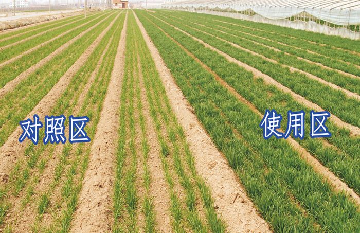 有機肥施肥對比